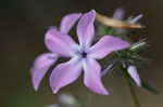 Downy phlox